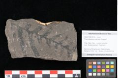 Foto (Objekt + Etikett) von Thaumatopteris muensteri Goeppert (NHMW-GEO-2024-0188-10514)